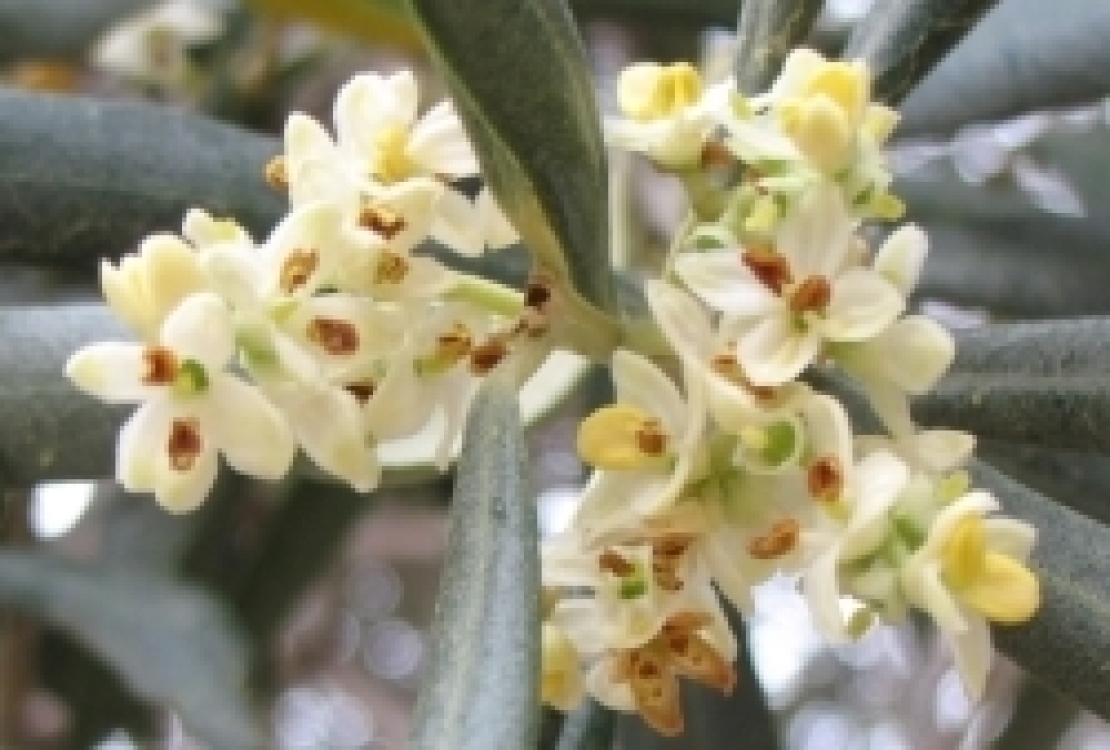 Azoto, fosforo, potassio, la nutrizione fa la differenza sulla fioritura dell'olivo