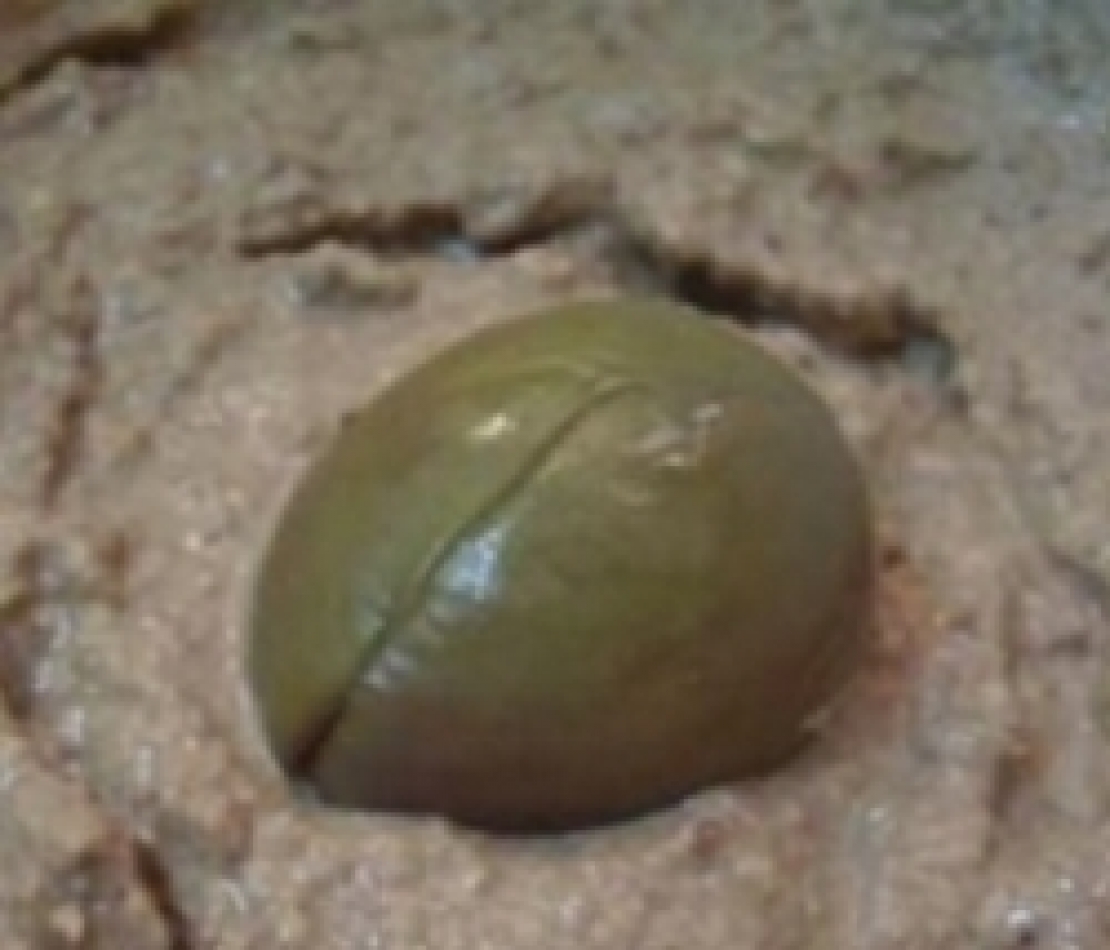 Il patè d'olive, da sottoprodotto a un nuovo ingrediente alimentare per il consumo umano