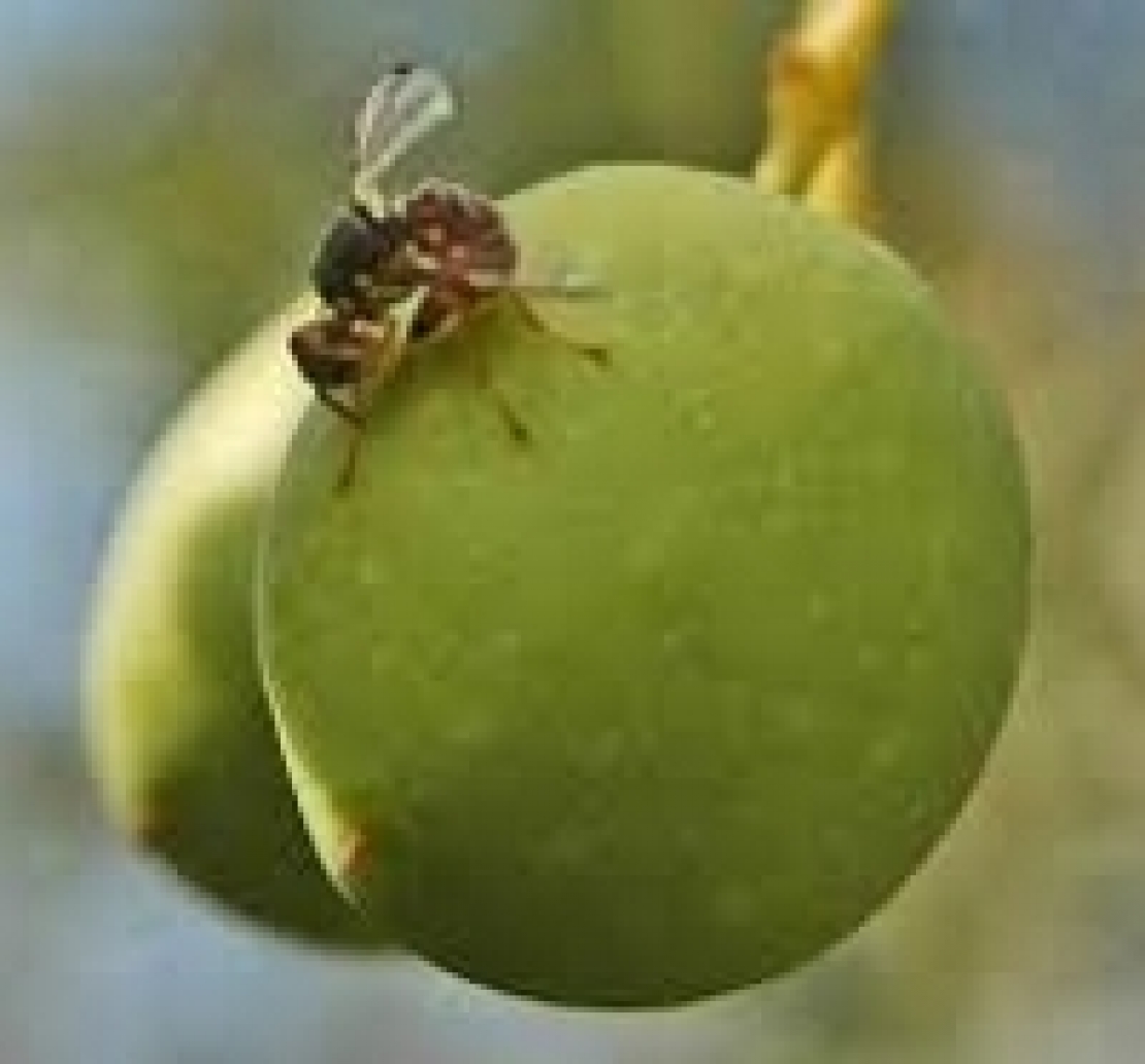 La mosca delle olive sempre più resistente ai piretroidi