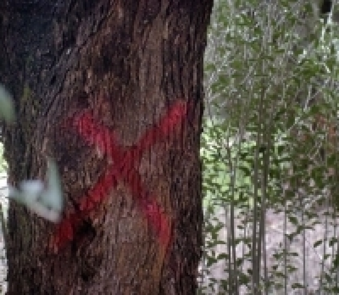 Xylella, serve un decreto abbattimenti per fermarne l'avanzata