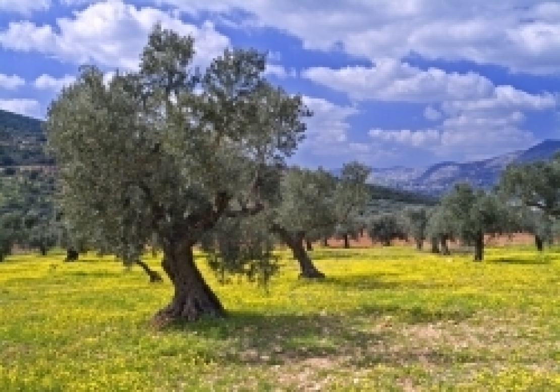 L'olivicoltura italiana in altalena: addio all'olio extra vergine Made in Italy?