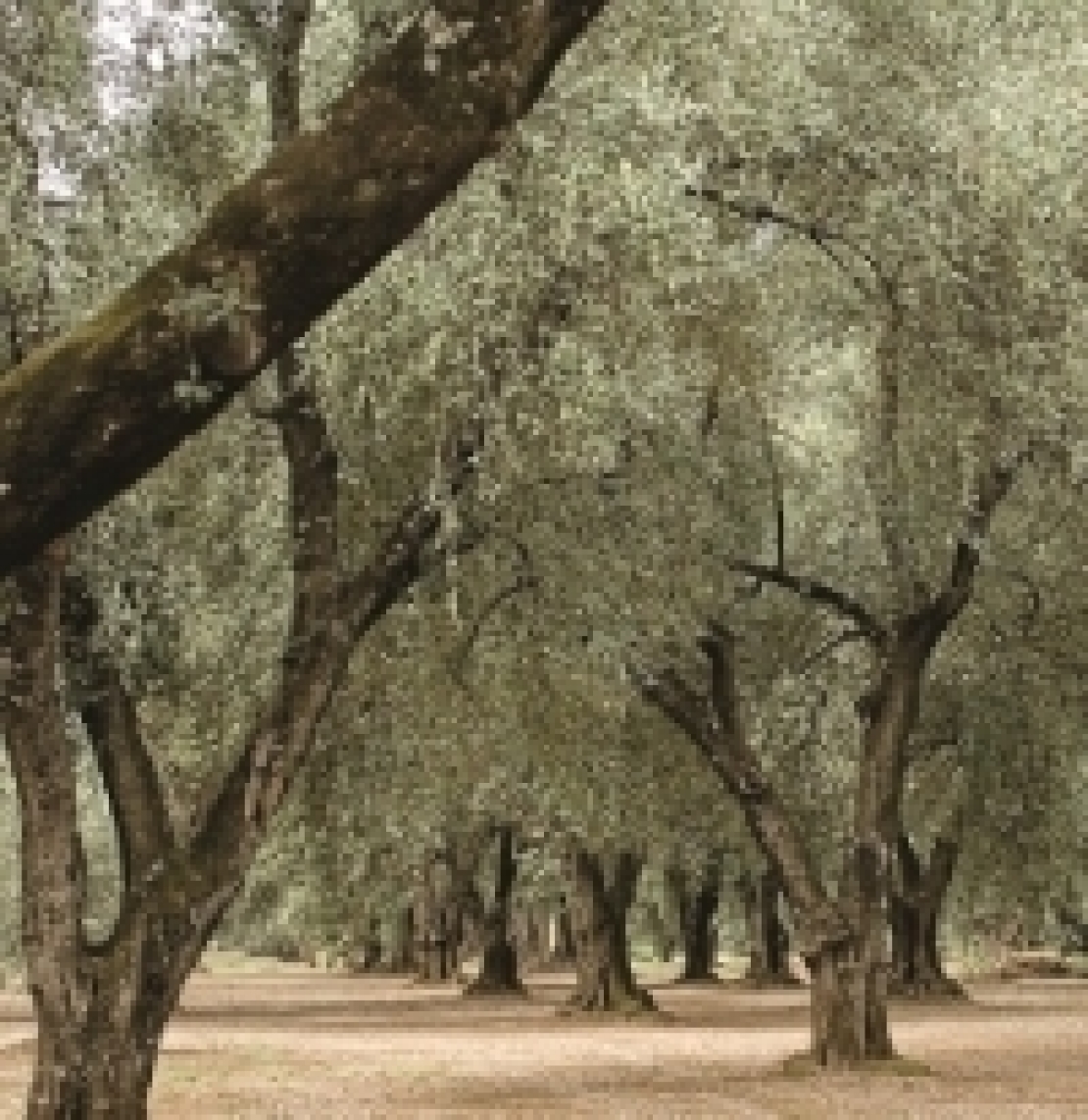 Inconsuete presenze negli oliveti del sud Italia