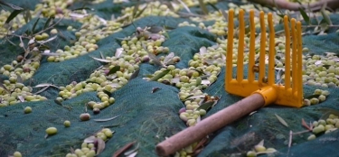Olive raccolte manualmente e meccanicamente danno oli fisicamente diversi