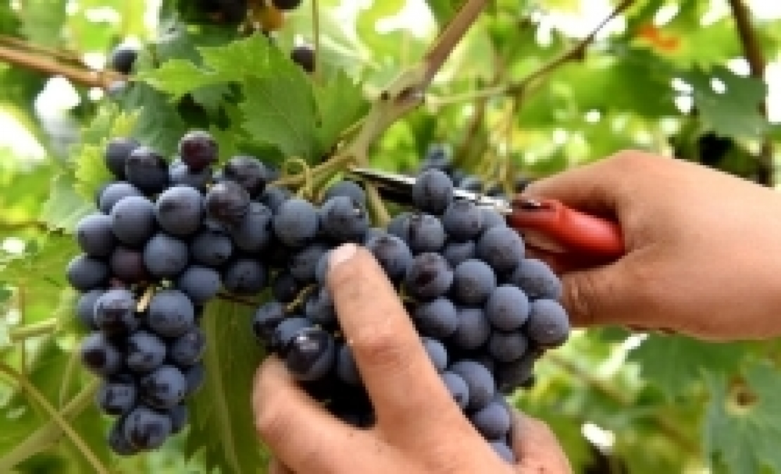 Buona vendemmia in Italia ma è merito del clima tropicale