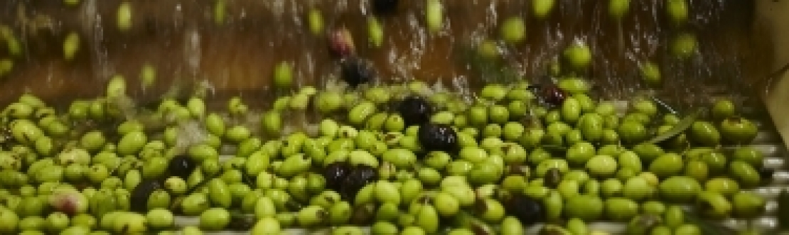 La produzione mondiale di olio d'oliva si fermerà a 3 milioni di tonnellate