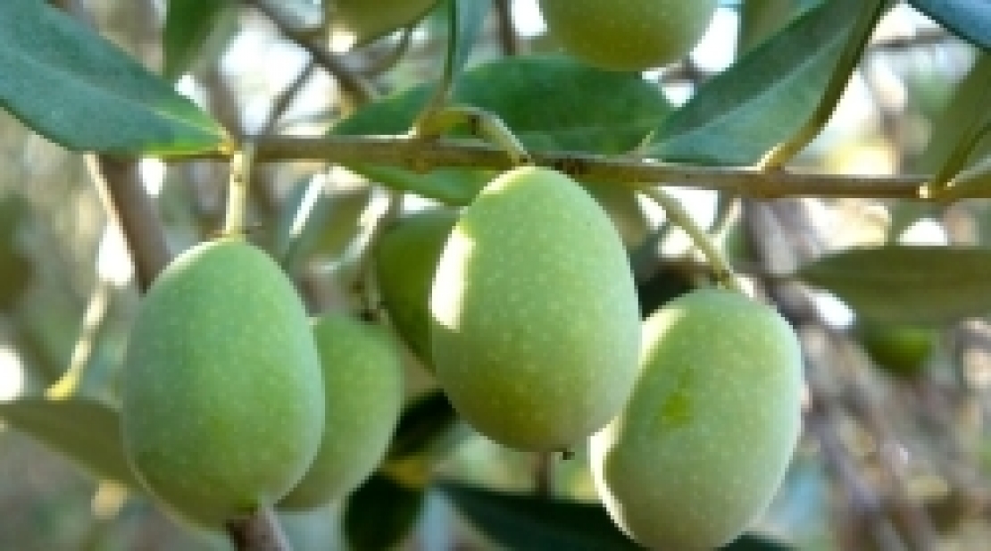 Maturazione anticipata delle olive? L'apparenza inganna