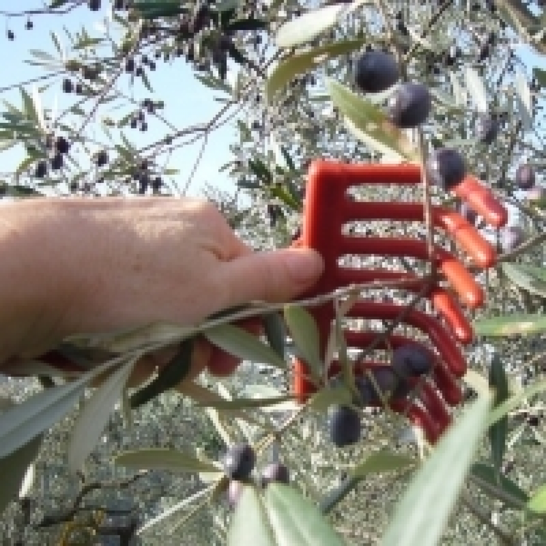 L'olio di oliva italiano ridotto al lumicino
