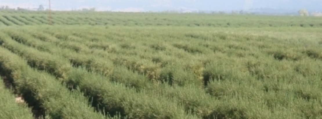 Olivi da zone affette da Xylella fastidiosa arrivano in Toscana, scatta l'allarme