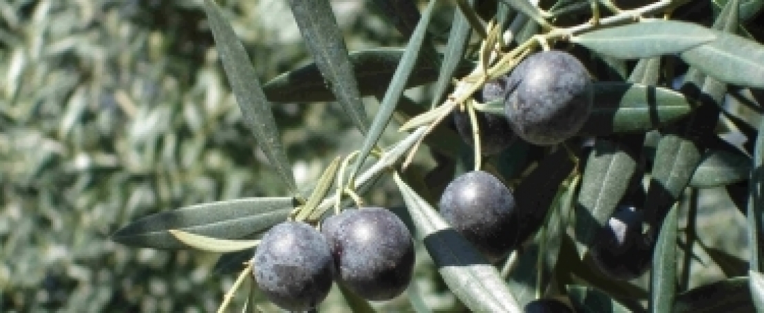 Un'olivicoltura sostenibile passa dall'uso intelligente delle pietre