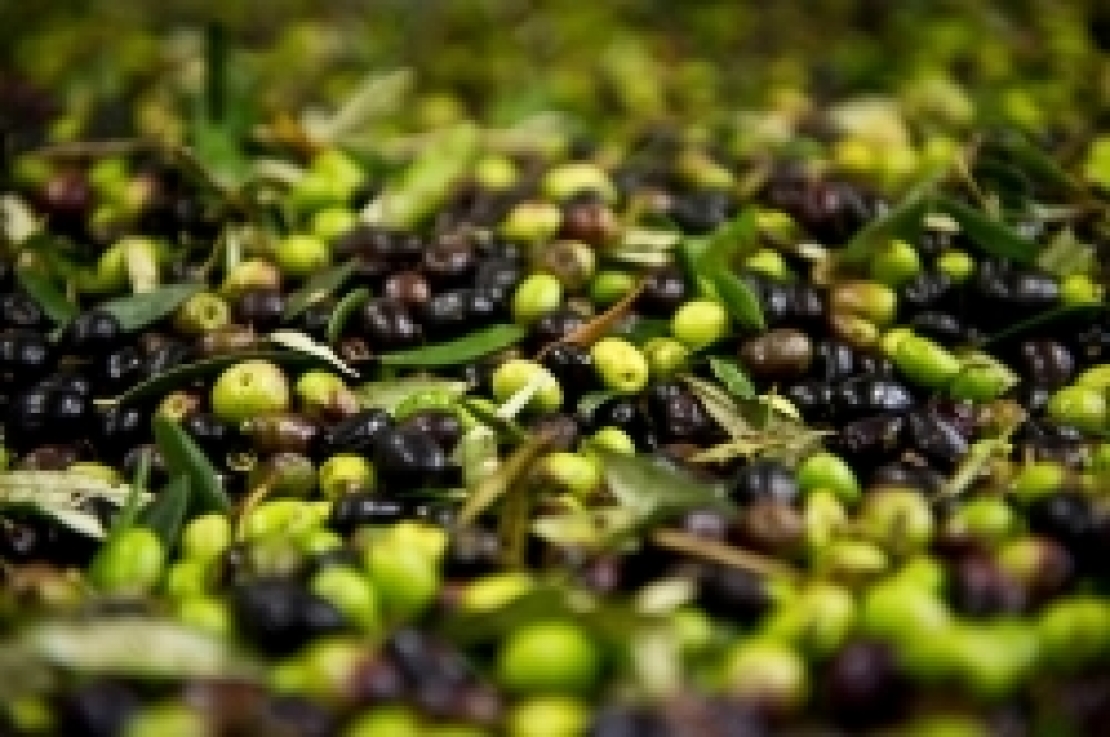Prezzi delle olive da 60 a 120 euro a quintale, cosa sta succedendo?
