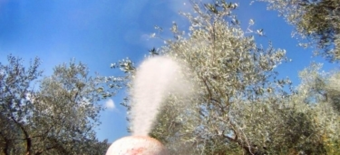 Impatto ambientale nullo ed efficace lotta contro la mosca delle olive: le propriet&agrave; del caolino