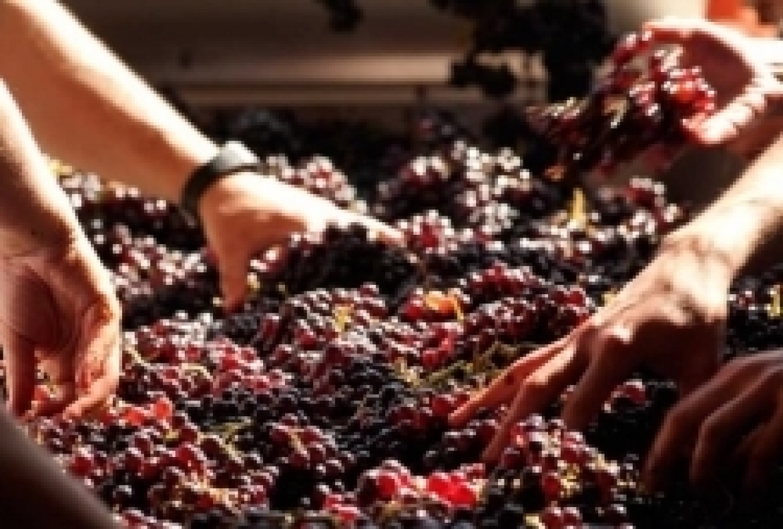 La produzione vitivinicola mondiale rimbalza: 282 milioni di ettolitri nel 2018