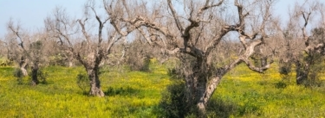 100 milioni di euro contro Xylella fastidiosa