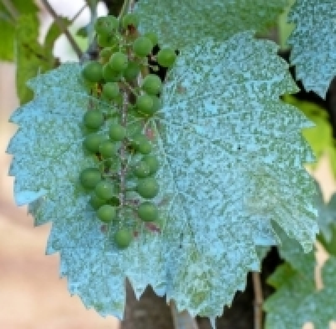 Addio al rame in agricoltura rimandato: da 6 kg/ettaro anno a 4 kg/ettaro/anno