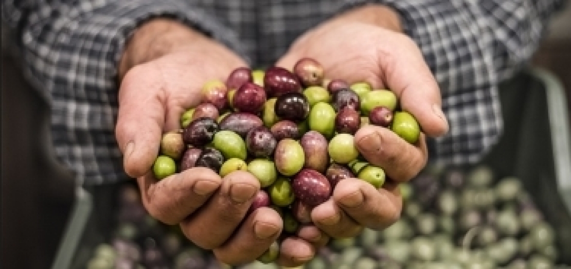 Accordo per l'olio extra vergine d'oliva italiano: 40 centesimi in più del prezzo di mercato