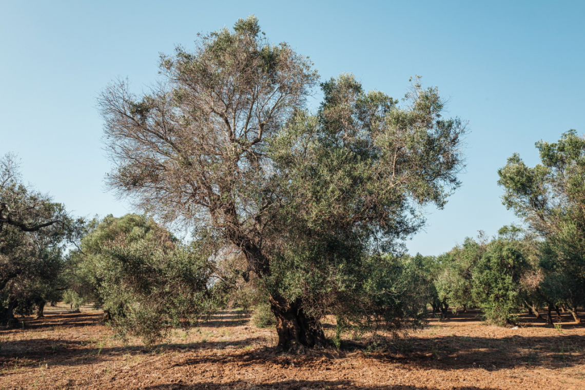Buone pratiche contro Xylella fastidiosa: quanto può durare un olivo?