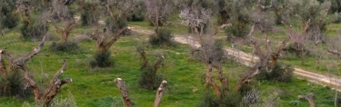 La Piana degli olivi monumentali ormai colpita da Xylella fastidiosa