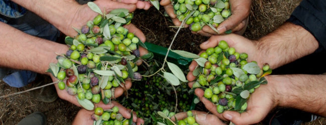 I tecnici del Fooi in assise per trovare soluzione ai problemi dell'olivicoltura italiana