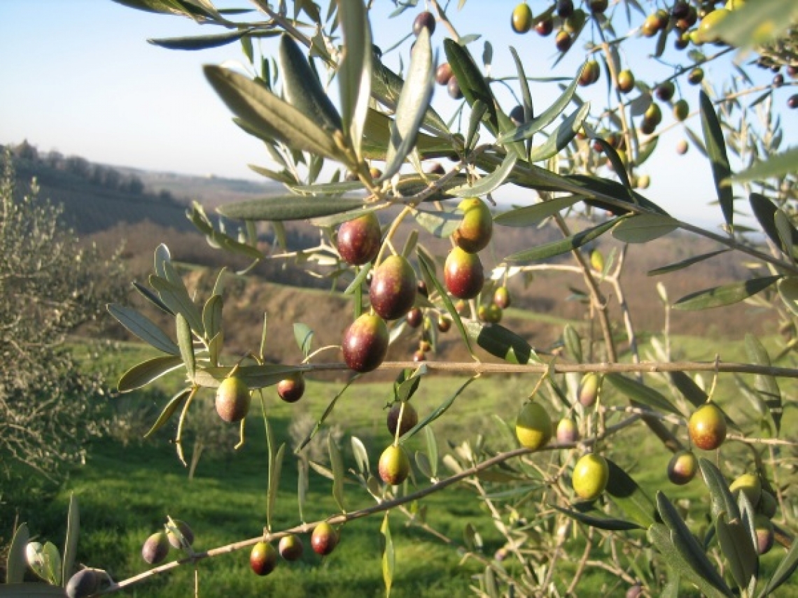 Il riscatto dell'olivicoltura toscana: prove di rilancio