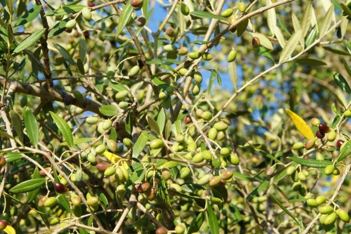 Tutto quello che dovete sapere su carenze ed eccessi nutritivi sull'olivo