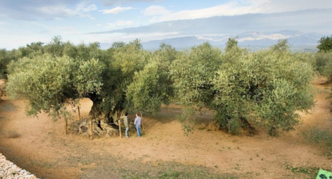 Anche la Spagna ha i suoi olivi tutelati dalla Fao