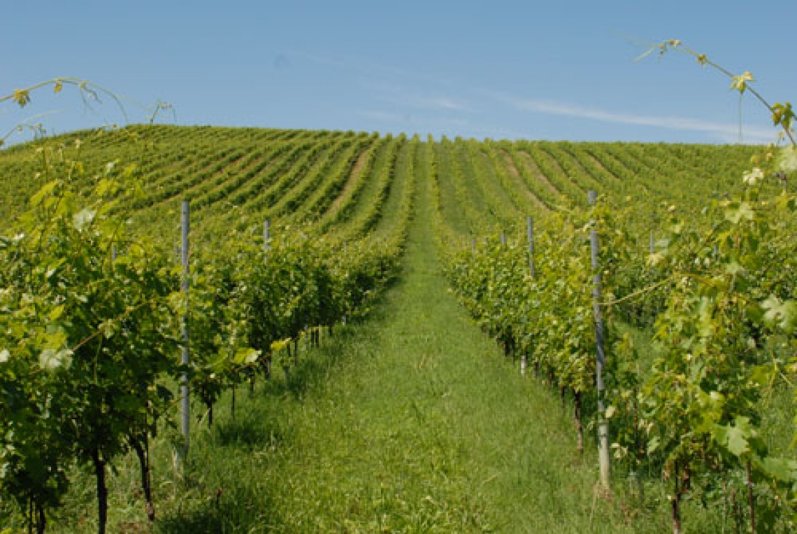 L'inerbimento nel vigneto, rischi e benefici a seconda del terroir