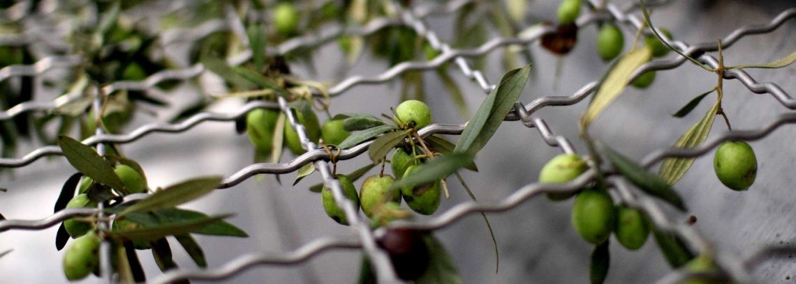 L'olio extra vergine di oliva italiano svenduto nel silenzio generale