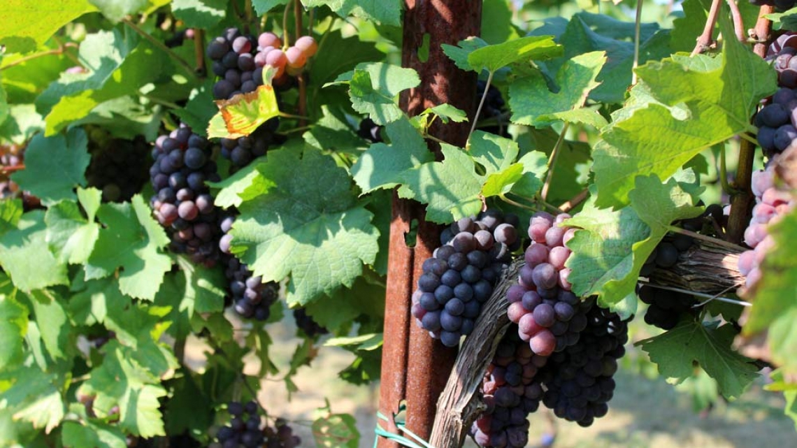 Anche in Toscana la sperimentazione in campo delle viti resistenti ai funghi