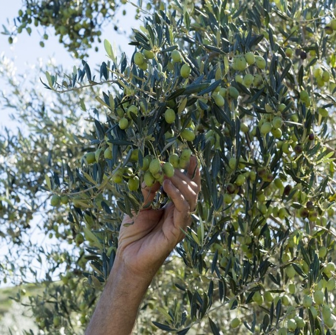 Sopravviveranno solo le aziende con più di trenta ettari di oliveto