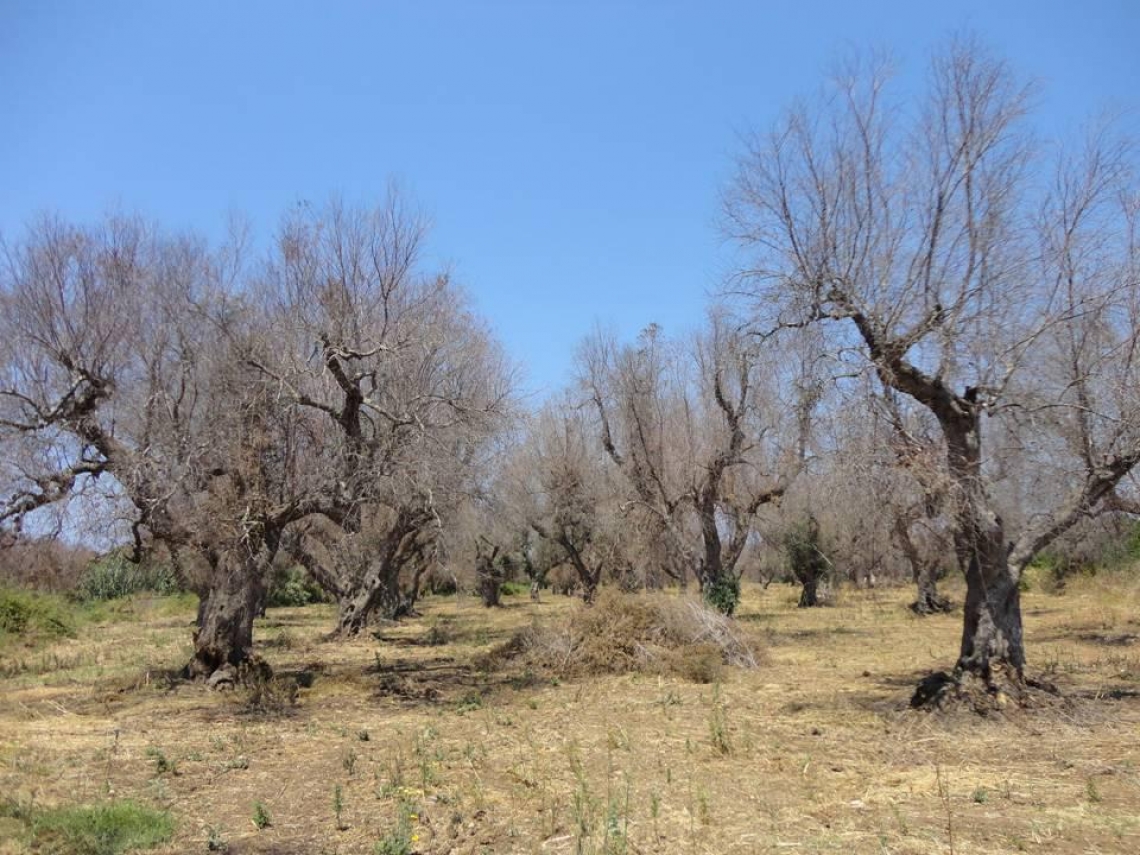 Xylella, tra magistratura e Parlamento, la telenovela continua