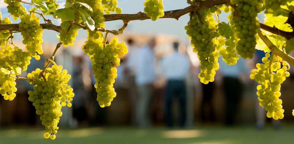 La concimazione organica migliora la resa dello Chardonnay