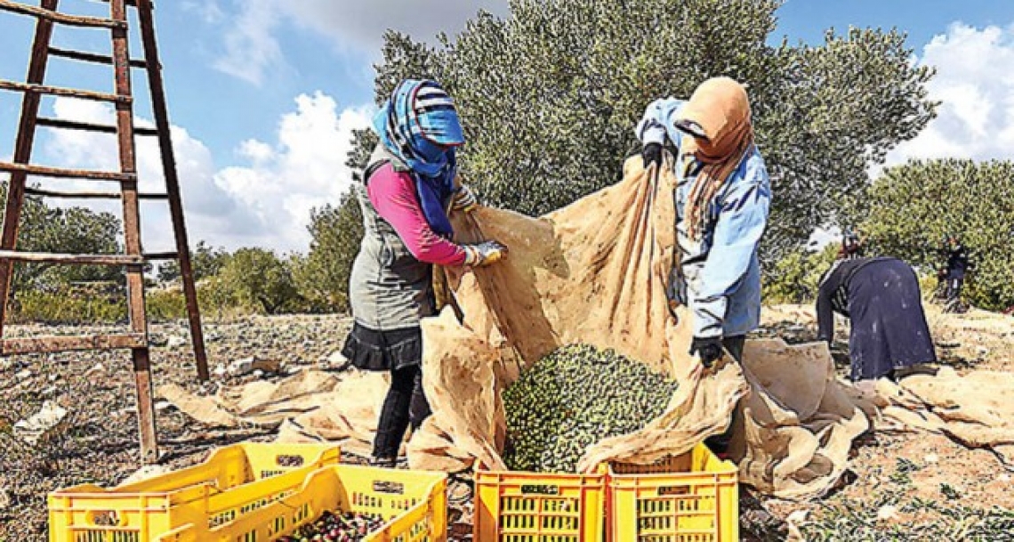 Boom dell'export dell'olio d'oliva tunisino, nonostante la cattiva annata