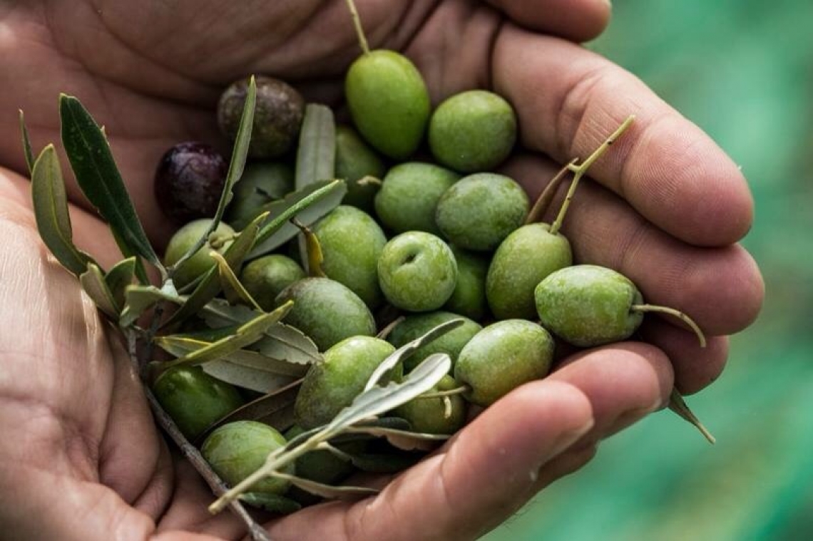 In poco più di dieci anni la superficie degli oliveti biologici è aumentata del 180%