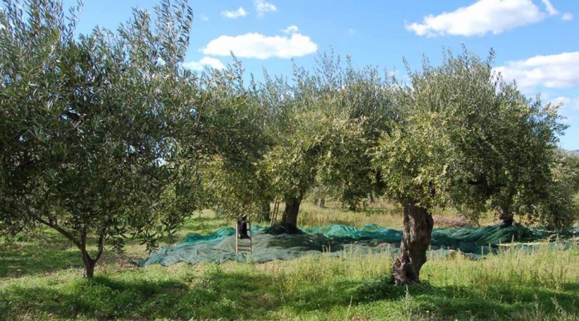 Quando l'olio extra vergine di oliva incontra il turismo, il matrimonio s'ha da fare