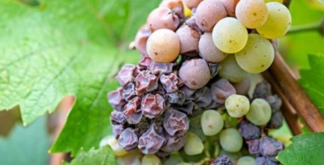 E' sufficiente il 10% del grappolo colpito da Botrytis cinerea per rovinare una vendemmia