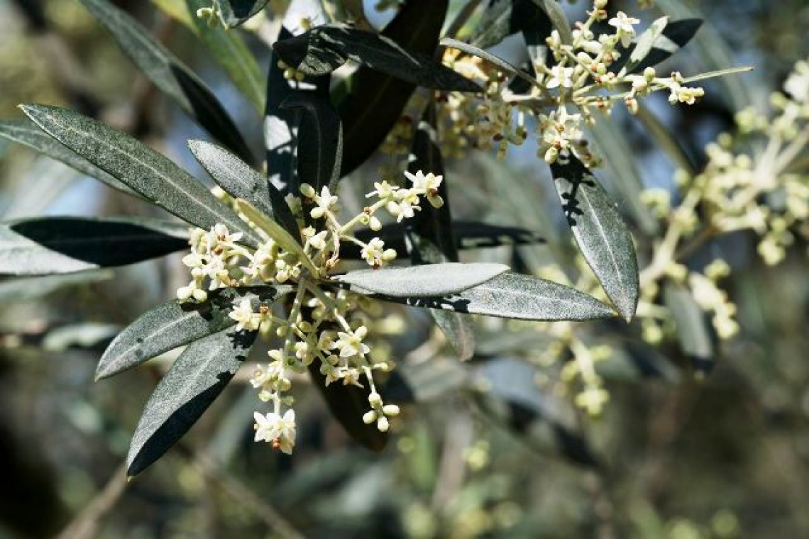 Il fondamentale ruolo della luce nella fioritura dell'olivo