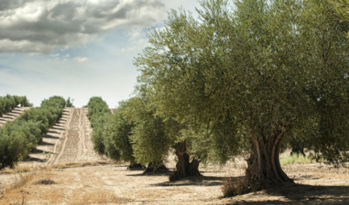 L'oliveto europeo è vecchio e tradizionale