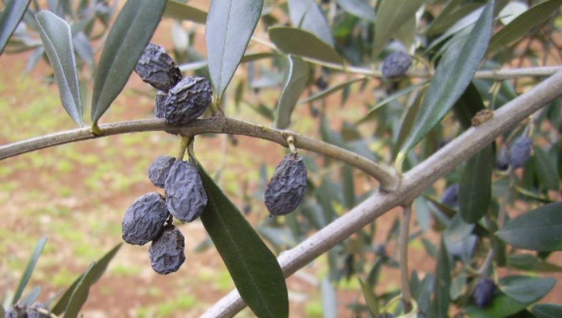 Difendersi dalla lebbra dell'olivo, andando oltre i prodotti rameici