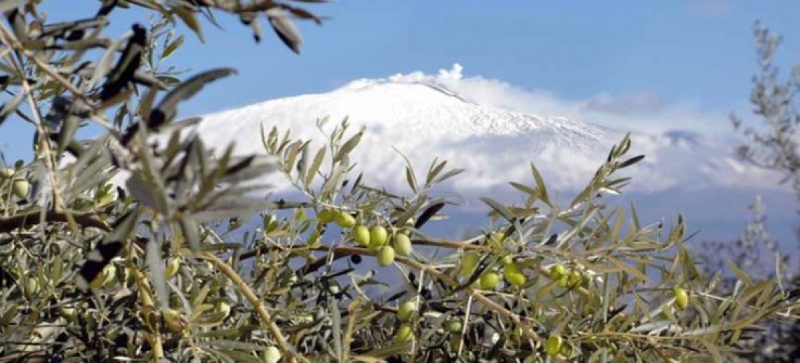 Sirena d'Oro, a Catania le selezioni per il miglior olio della Sicilia