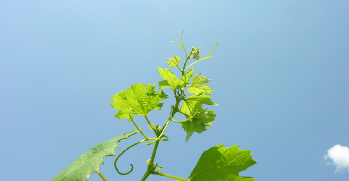 Vendemmia anticipata di un mese entro i prossimi cento anni