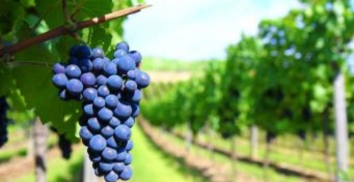 Contenuto di flavonoli nel sangiovese e rischio intorbidimento del vino