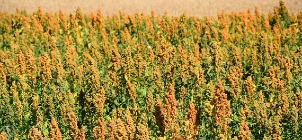 Quipu, la prima varietà di quinoa italiana pronta per il mercato