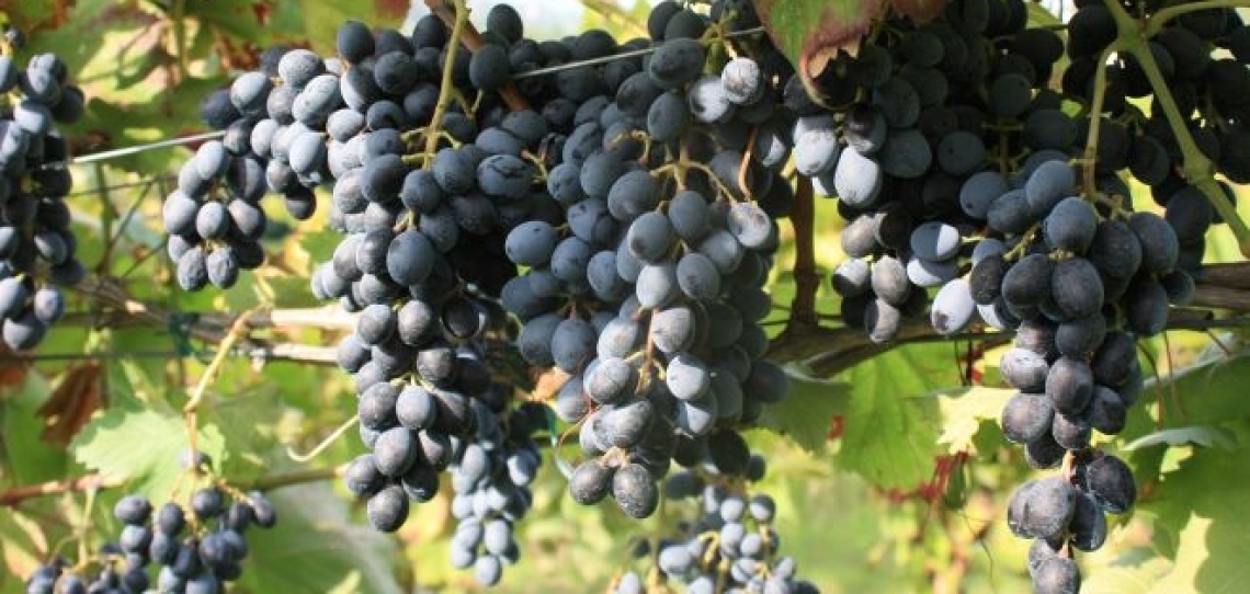 Il Camaiola, vitigno sannita vuole entrare nel registro delle varietà di  vite