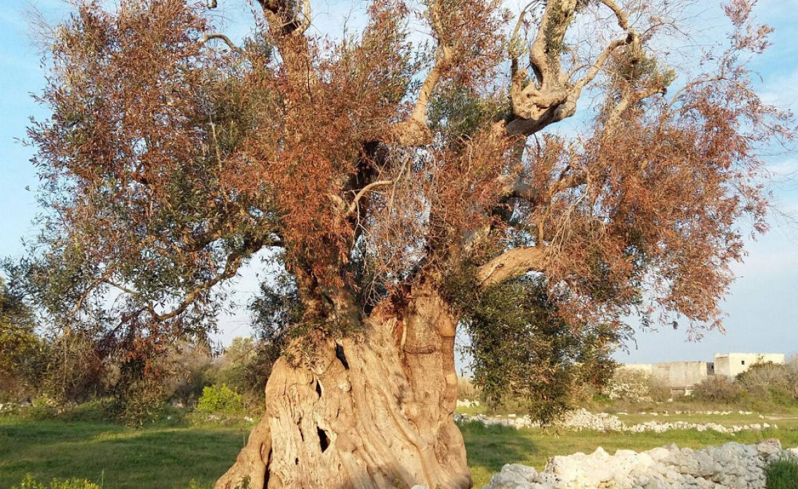 Emergenza Xylella fastidiosa, l'Italia di nuovo sotto esame