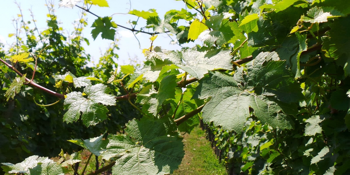 Viticoltura sostenibile e biodiversità microbica per il futuro del vino italiano