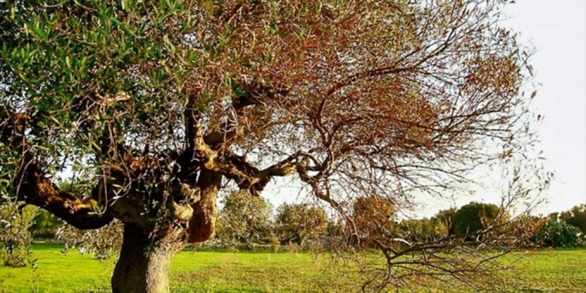 L'emergenza Xylella rischia di bloccare l'Italia agricola