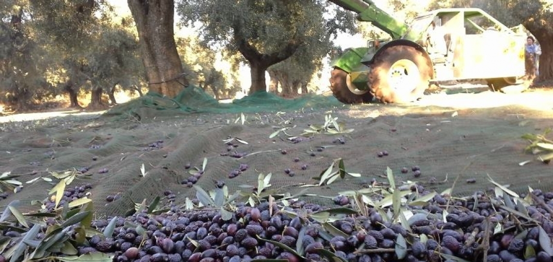 La Puglia olivicola chiede il rispetto degli impegni presi e garanzie precise