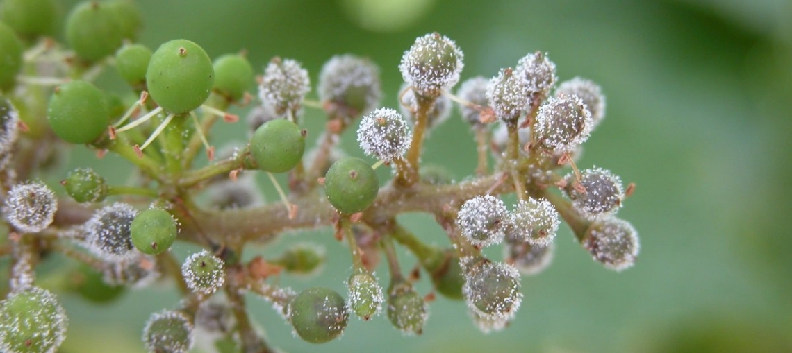 La risposta della vite alla peronospora, dalle prime ore alla qualità del vino