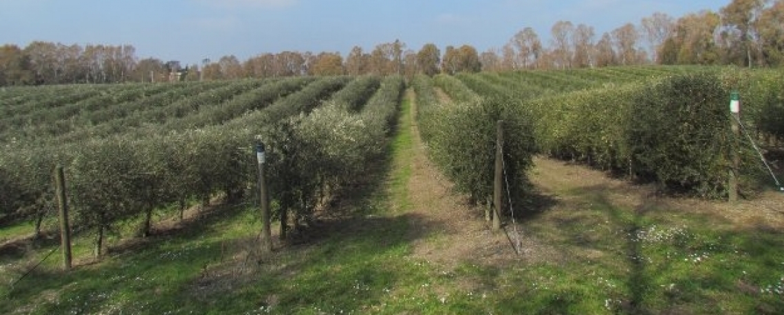 Non solo glifosato, l'impatto ambientale del diserbo degli oliveti