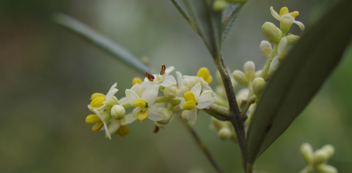 Il punto debole dell'olivo è in fioritura, ma la produttività può essere raddoppiata